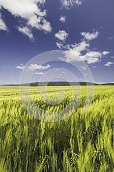 Wheat field under a blue cloudy sky