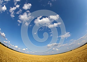 Wheat field under blue sky
