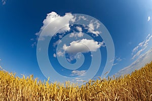 Wheat field under blue sky