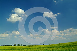 Wheat field under a blue sky