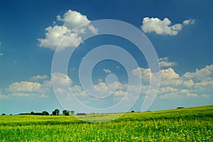 Wheat field under a blue sky
