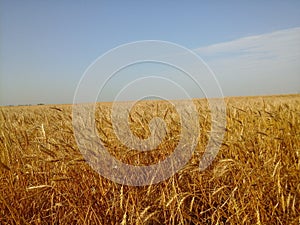 Wheat field under blue sky