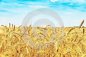 Wheat field under blue sky with clouds. golden harvest