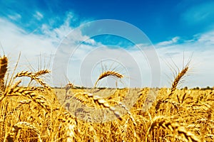 Wheat field under blue sky with clouds. golden harvest