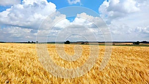 Wheat Field under blue sky in sunny summer day. Golden wheat field blowing by the wind. Nature landscape.