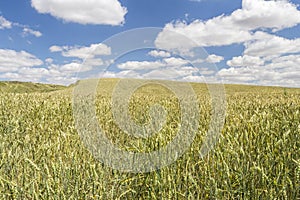 Wheat field under a cloudy blue sky
