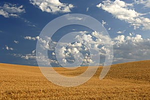 Wheat field under cloudy skies