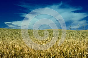 Wheat field under cloudy skies
