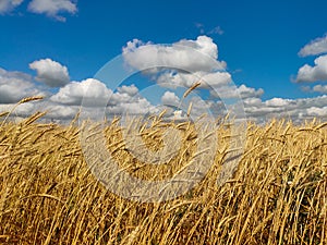 Wheat field under cloudy sky on a sunny summer day