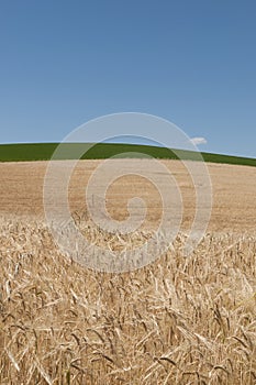 Wheat Field under Deep Blue Sky