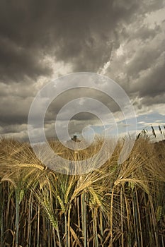 Wheat field under menacing sky photo