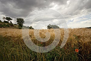 Wheat field under menacing sky