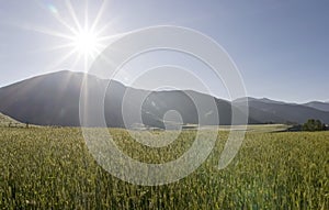 Wheat field under the sun
