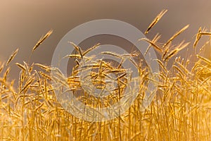 Wheat Field under sunset.
