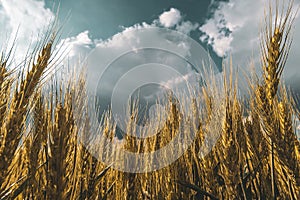 wheat field under sunset cloud sky