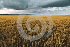 wheat field under sunset cloud sky