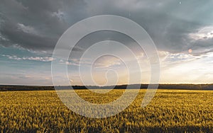 wheat field under sunset cloud sky
