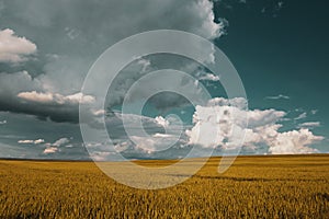 wheat field under sunset cloud sky