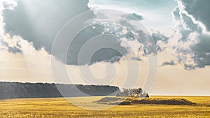 Wheat field under sunset cloud sky