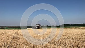 Wheat field under the wind