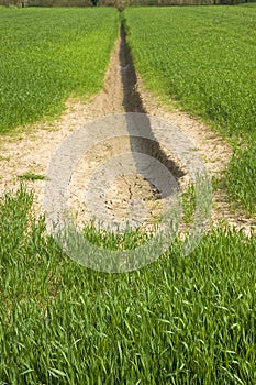 Wheat field with vast unproductive areas