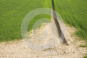 Wheat field with vast unproductive areas