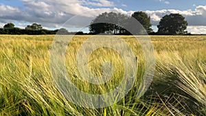 Wheat Field Video