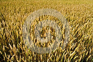 Wheat field view from above