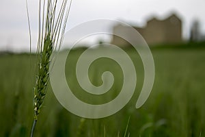 Wheat field view to ancient place