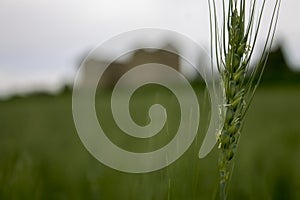 Wheat field view to ancient place