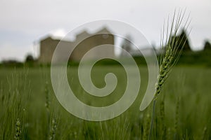 Wheat field view to ancient place