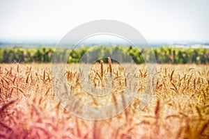 Wheat field and vineyard