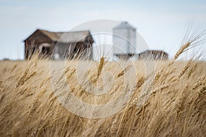 Wheat field waving in the wind with a burred old farm house in the background.