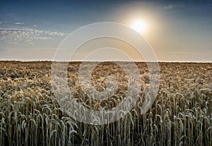 Wheat field