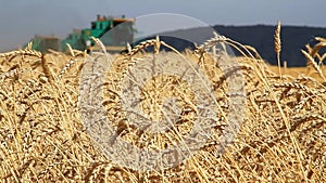 Wheat Field.Wheat Harvest Season.