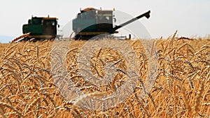 Wheat Field.Wheat Harvest Season.