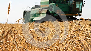 Wheat Field.Wheat Harvest Season.