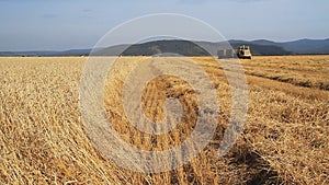 Wheat Field.Wheat Harvest Season.
