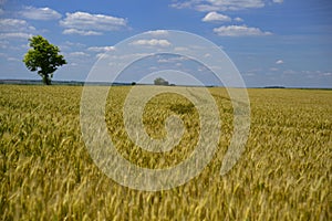 Wheat field wheatear of grain