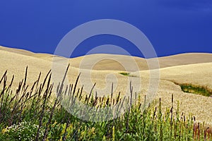 Wheat Field, Wildflowers and Blue Sky