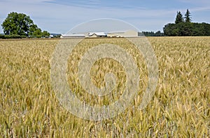 Wheat field in the willamette valley.