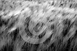 Wheat field in the wind black and white