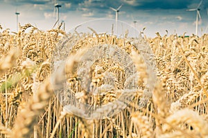 A wheat field with wind turbines in the background
