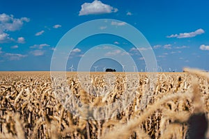 Wheat field with wind turbines on the horizon