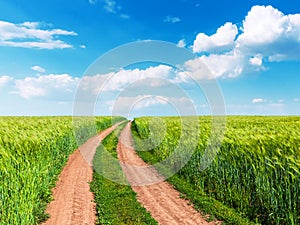 Wheat field, winding road and blue sky with clouds