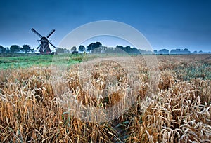 Wheat field and windmill, Groningen, Holland