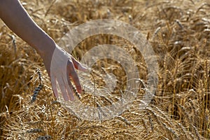 Wheat field and the woman`s hand