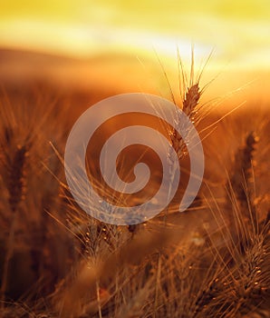 Wheat field with wonderful sunset in background