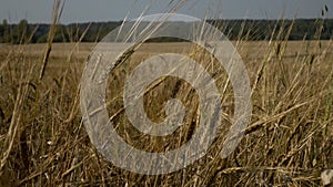 Wheat field.Yellow grain is ready for harvest growing in the farm field