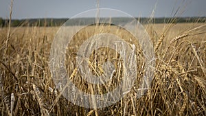 Wheat field.Yellow grain is ready for harvest growing in the farm field